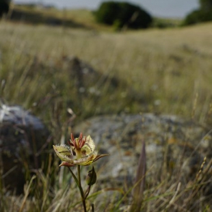 Calochortus tiburonensis